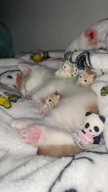 A cover of "Animalzzz" cluster. The owner is cyberssage. The cluster consists of 162 elements.