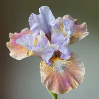 A cover of "Grace Davis" cluster. The owner is forkeeper. The cluster consists of 6 elements.