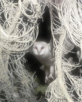 A cover of "Sara Sterling" cluster. The owner is rhodeyo. The cluster consists of 2 elements.