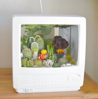 A cover of "Terrariums" cluster. The owner is petanque. The cluster consists of 5 elements.