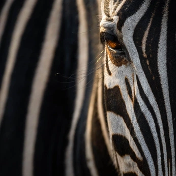 A cover of "PR—Safari" cluster. The owner is jrdesign. The cluster consists of 67 elements.