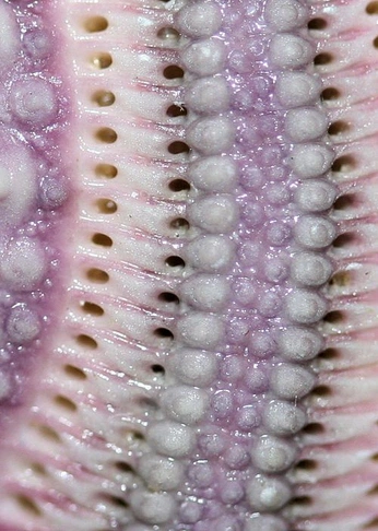 A cover of "Fish" cluster. The owner is pinnter. The cluster consists of 11 elements.