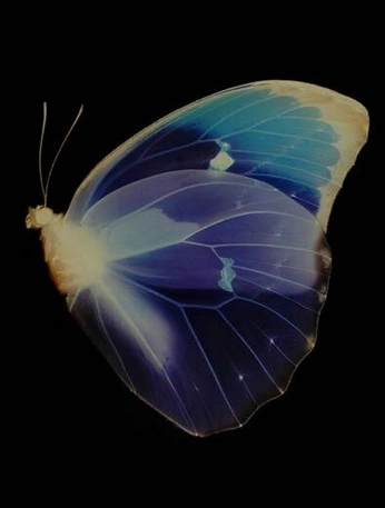 A cover of "fl" cluster. The owner is khyatiarya. The cluster consists of 215 elements.