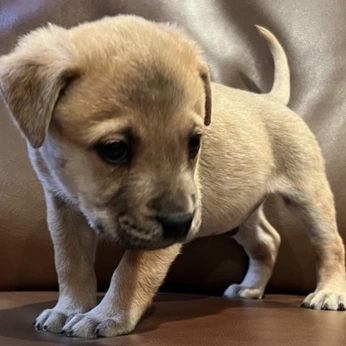 A cover of "Doggos" cluster. The owner is mansidak. The cluster consists of 3 elements.