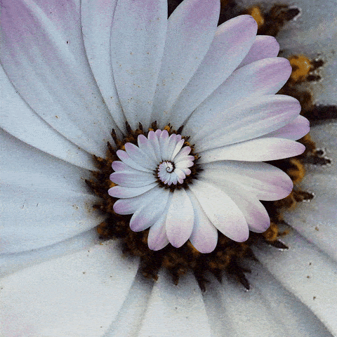 Animated floral GIF by Painscar.