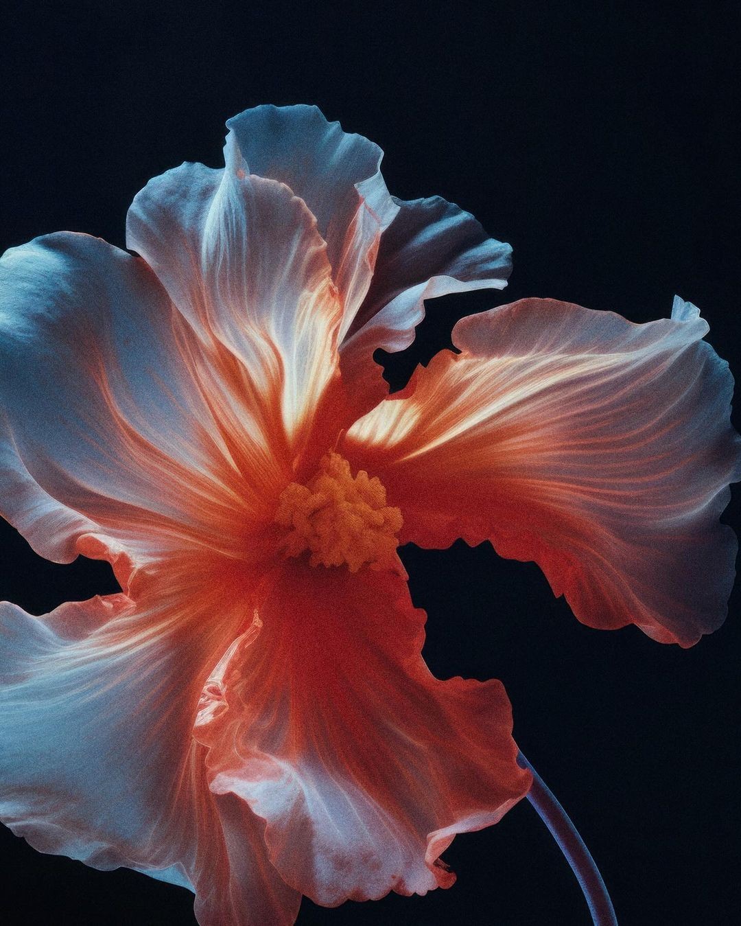 An Instagram  post added on Jun 28, 2024. The author is @mariustroy. May present: hawaiian hibiscus, flower, plant, petal.