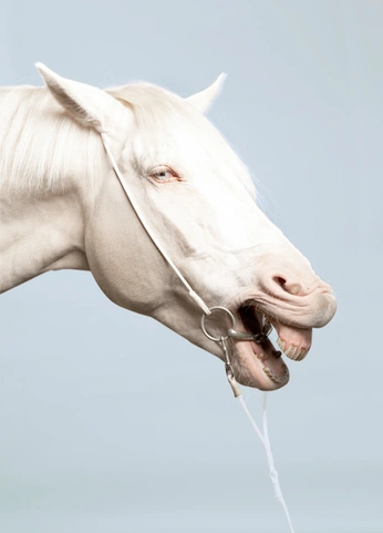 A cover of "Tystade djur" cluster. The owner is gretadillen. The cluster consists of 1 element.