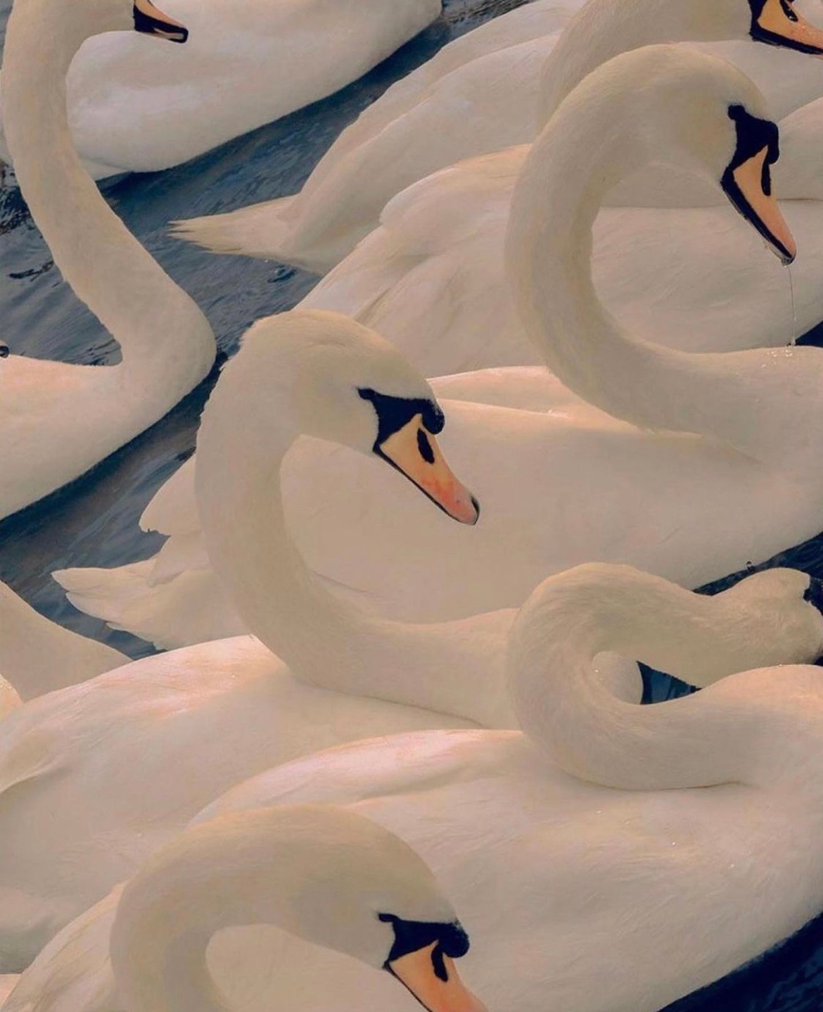 An image added by luca on Nov 05, 2021. May present: white, organism, art, beak, wing.