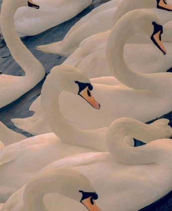 A cover of "Swans" cluster. The owner is phrannypants. The cluster consists of 31 elements.