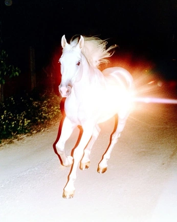 A cover of "Animal References" cluster. The owner is hellkoshka. The cluster consists of 34 elements.