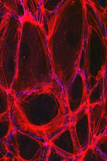 A cover of "cells" cluster. The owner is cat.person. The cluster consists of 5 elements.