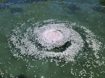 A cover of "Cosmos" cluster. The owner is jenevievehubbard. The cluster consists of 8 elements.