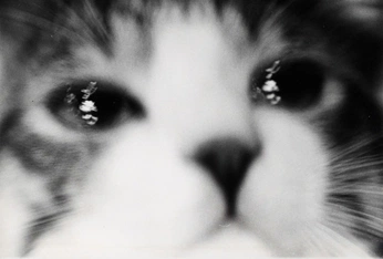 A cover of "meow." cluster. The owner is cesardetijuana. The cluster consists of 11 elements.