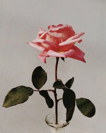 A cover of "Rurze" cluster. The owner is citrinecodesign. The cluster consists of 23 elements.