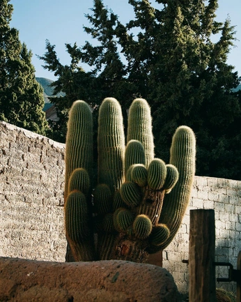 A cover of "cactus" cluster. The owner is icyssarass. The cluster consists of 14 elements.