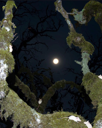 A cover of "southern gothic" cluster. The owner is elliffant. The cluster consists of 14 elements.