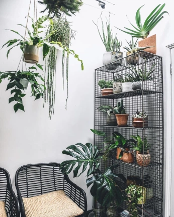 A cover of "Plants" cluster. The owner is relak. The cluster consists of 1 element.