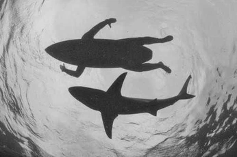 A cover of "Sharks" cluster. The owner is skribbly. The cluster consists of 10 elements.