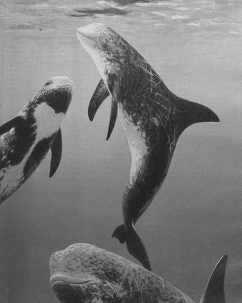 A cover of "Whale" cluster. The owner is mintn. The cluster consists of 3 elements.