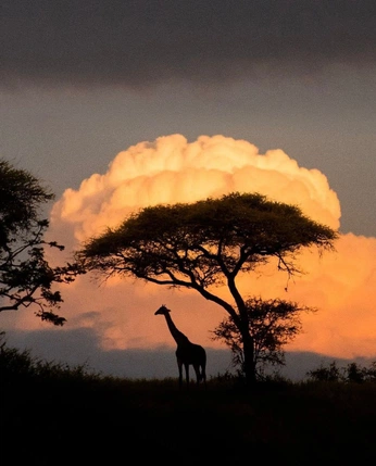 A cover of "silhouette" cluster. The owner is cat.person. The cluster consists of 20 elements.