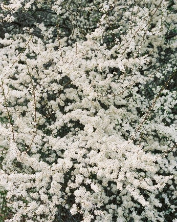 A cover of "Spring" cluster. The owner is thecultofmindy. The cluster consists of 18 elements.