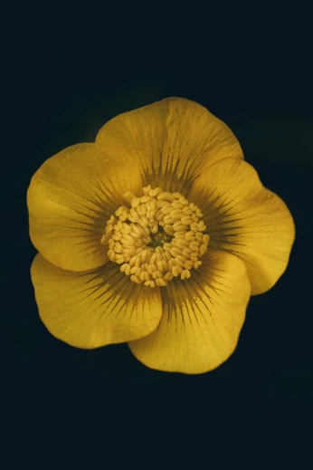 A cover of "bloom" cluster. The owner is amritalaxshmy. The cluster consists of 16 elements.