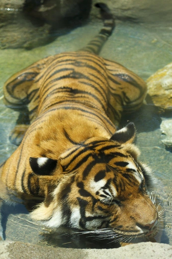 A cover of "Animals" cluster. The owner is gicammargo. The cluster consists of 5 elements.