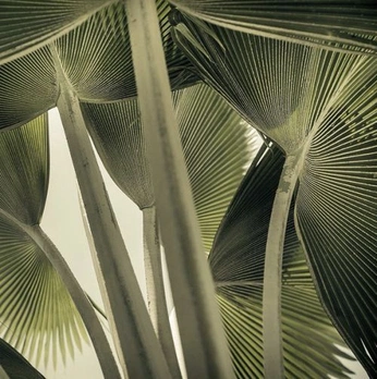 A cover of "green" cluster. The owner is luadvique. The cluster consists of 1 element.