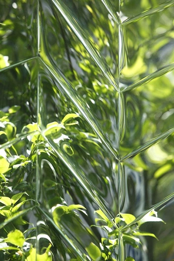 A cover of "ECO" cluster. The owner is borderborne. The cluster consists of 79 elements.