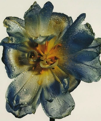 A cover of "logo" cluster. The owner is vigor40. The cluster consists of 9 elements.