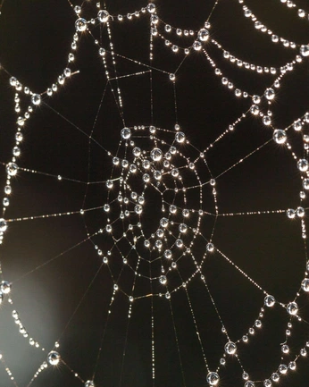 A cover of "nature; by design" cluster. The owner is aaronletchr. The cluster consists of 4 elements.