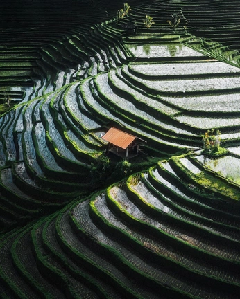 A cover of "Organic Flow" cluster. The owner is rafaellalopezk. The cluster consists of 31 elements.