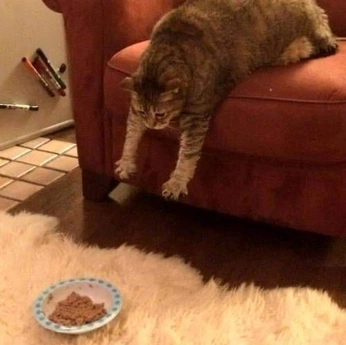 A cover of "The Life I Romanticise" cluster. The owner is tsekyi. The cluster description is "i am the cat. no comments.". The cluster consists of 54 elements.