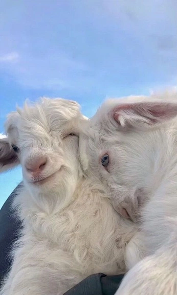 A cover of "Lena’s room" cluster. The owner is lovenest. The cluster consists of 7 elements.