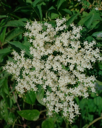 A cover of "Nature" cluster. The owner is londonfog. The cluster consists of 12 elements.