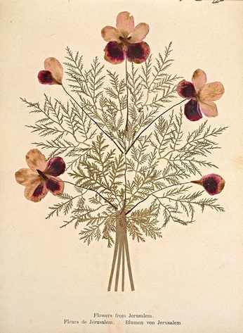 A cover of "Botanical" cluster. The owner is interlunar. The cluster consists of 17 elements.