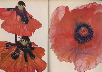 A cover of "Project 1" cluster. The owner is kangiruu. The cluster consists of 6 elements.