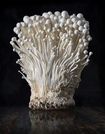 A cover of "Mushroom" cluster. The owner is viggo. The cluster consists of 159 elements.