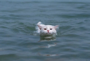 A cover of "joy" cluster. The owner is atsaotsao. The cluster consists of 4 elements.