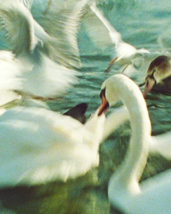 A cover of "swan" cluster. The owner is hee2ro. The cluster consists of 15 elements.