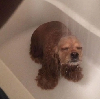 A cover of "meme" cluster. The owner is somsupanuch. The cluster consists of 2 elements.