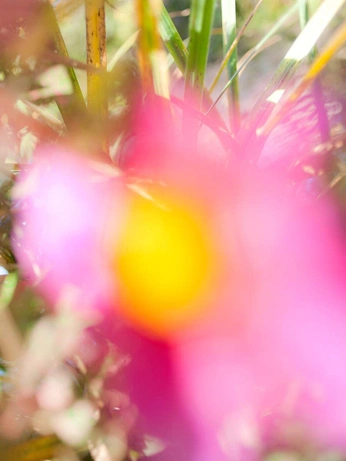 A cover of "green pink and yellow." cluster. The owner is hachikomatsu. The cluster consists of 34 elements.