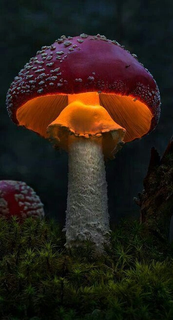 A cover of "nature" cluster. The owner is carafied. The cluster consists of 7 elements.