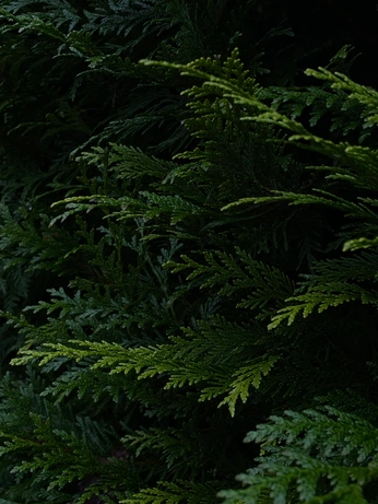 A cover of "Natal" cluster. The owner is acesta. The cluster consists of 3 elements.