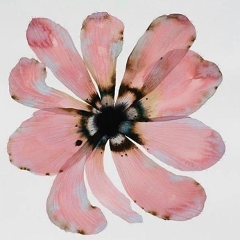 A cover of "natural" cluster. The owner is melonae. The cluster consists of 15 elements.