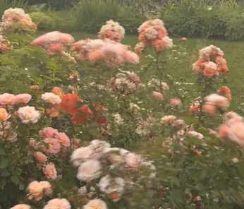 A cover of "flowers" cluster. The owner is doselle. The cluster consists of 13 elements.