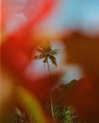 A cover of "tropical" cluster. The owner is touchofgrey. The cluster consists of 1 element.