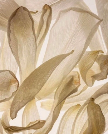 A cover of "Scent Notes" cluster. The owner is bweaver. The cluster consists of 5 elements.