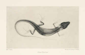 A cover of "Bauble McSkeev" cluster. The owner is wafflecat. The cluster consists of 15 elements.