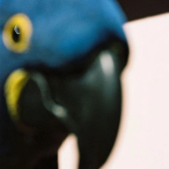 A cover of "Meio de ano" cluster. The owner is sarahmagno. The cluster consists of 193 elements.